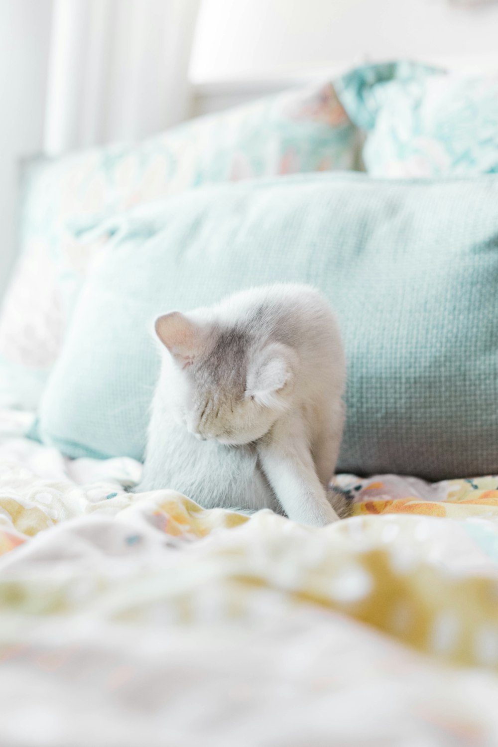 white cat lying on bed