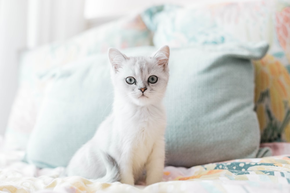 white cat lying on bed