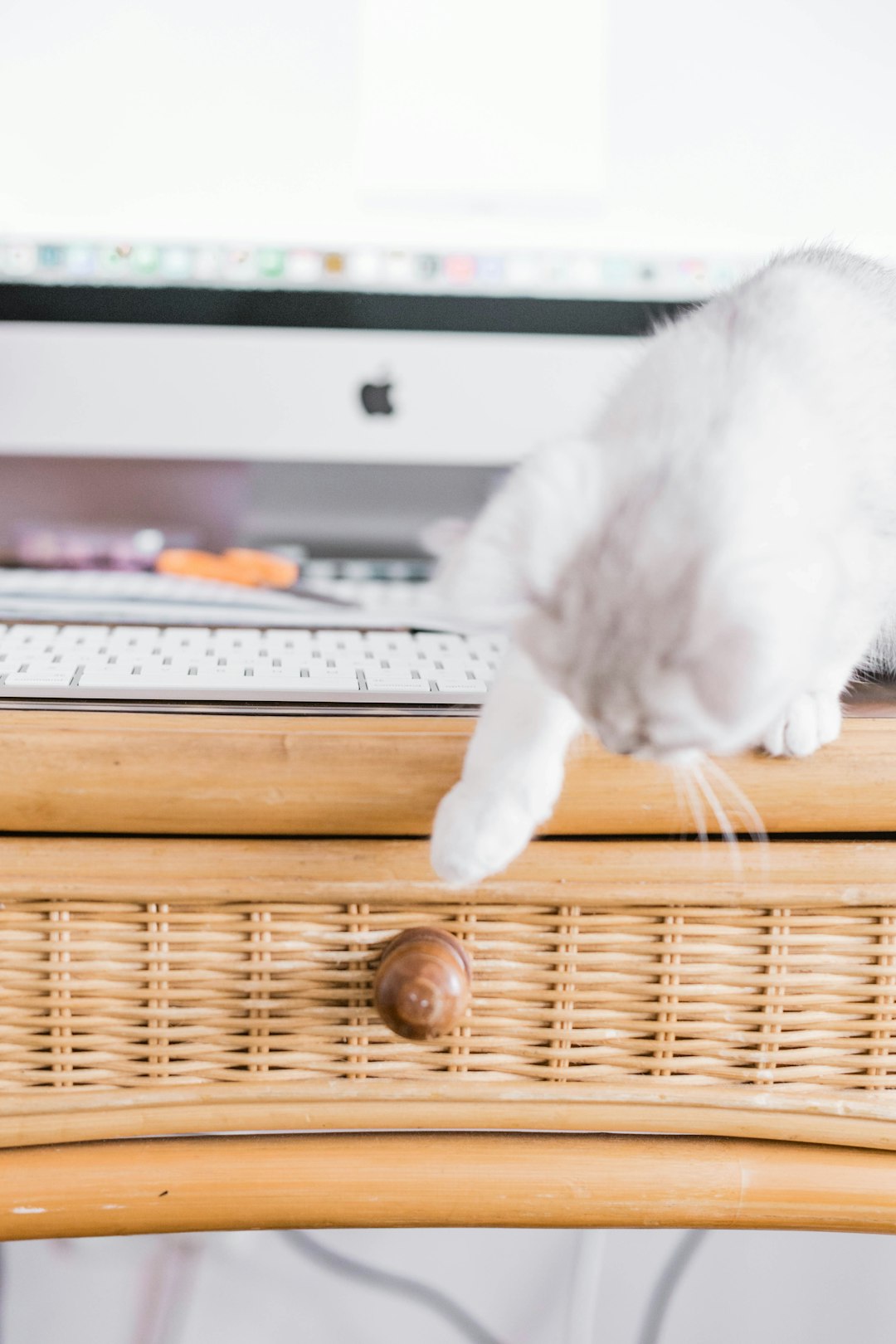 white cat on brown woven basket