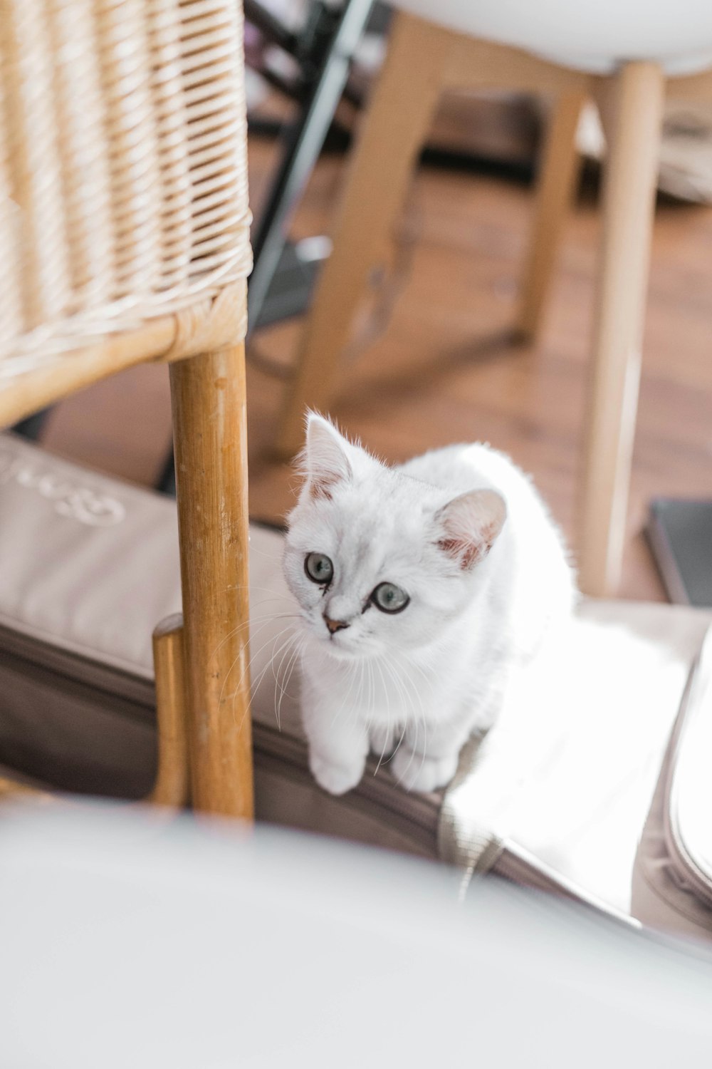 white cat on white padded chair