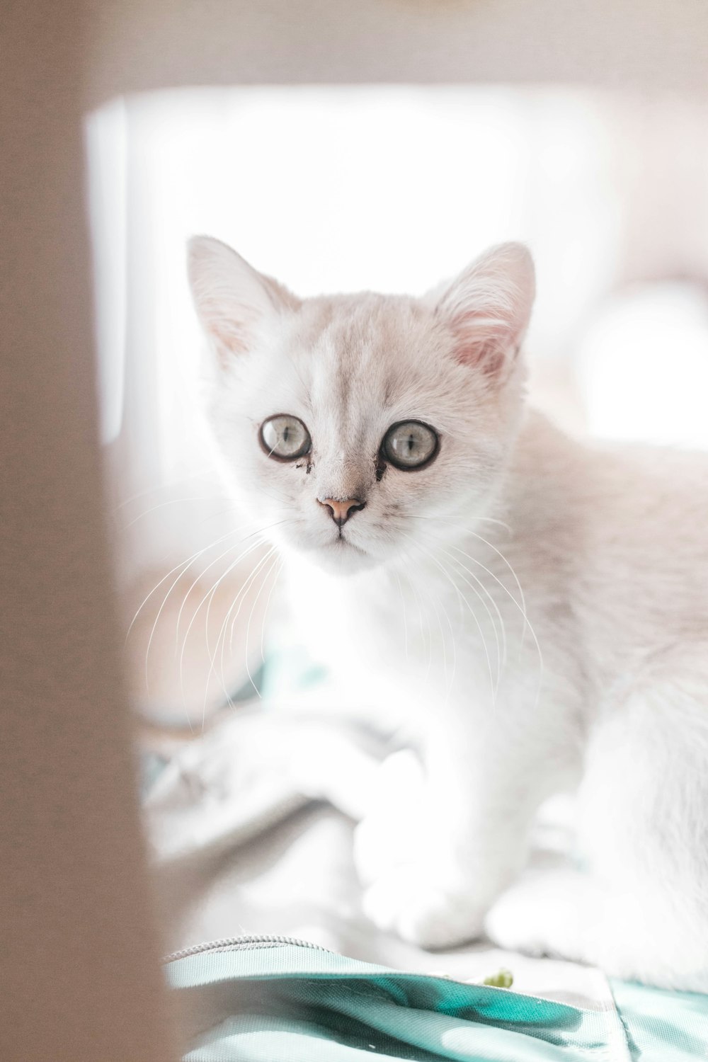 white and brown cat on brown wooden table