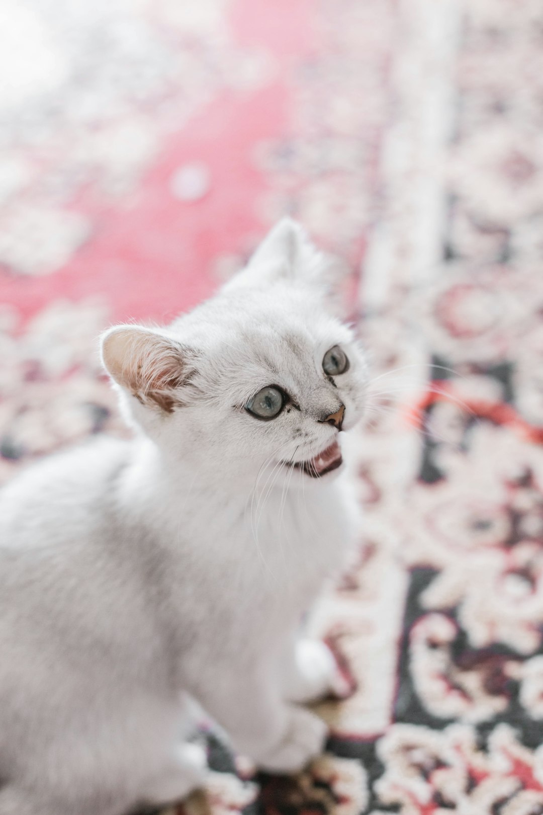 white cat on white and red textile