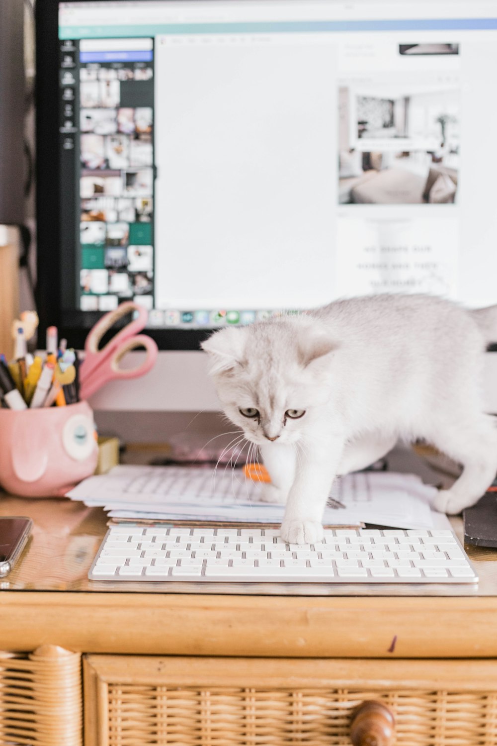 white and gray cat on brown wooden desk