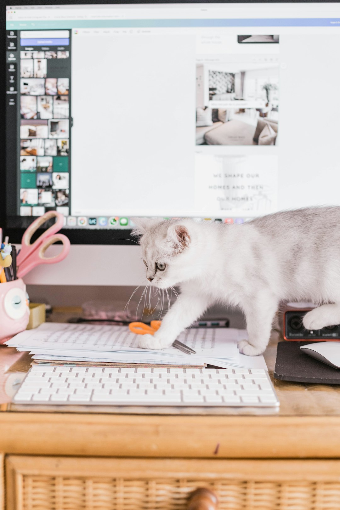 white and gray cat on brown wooden desk