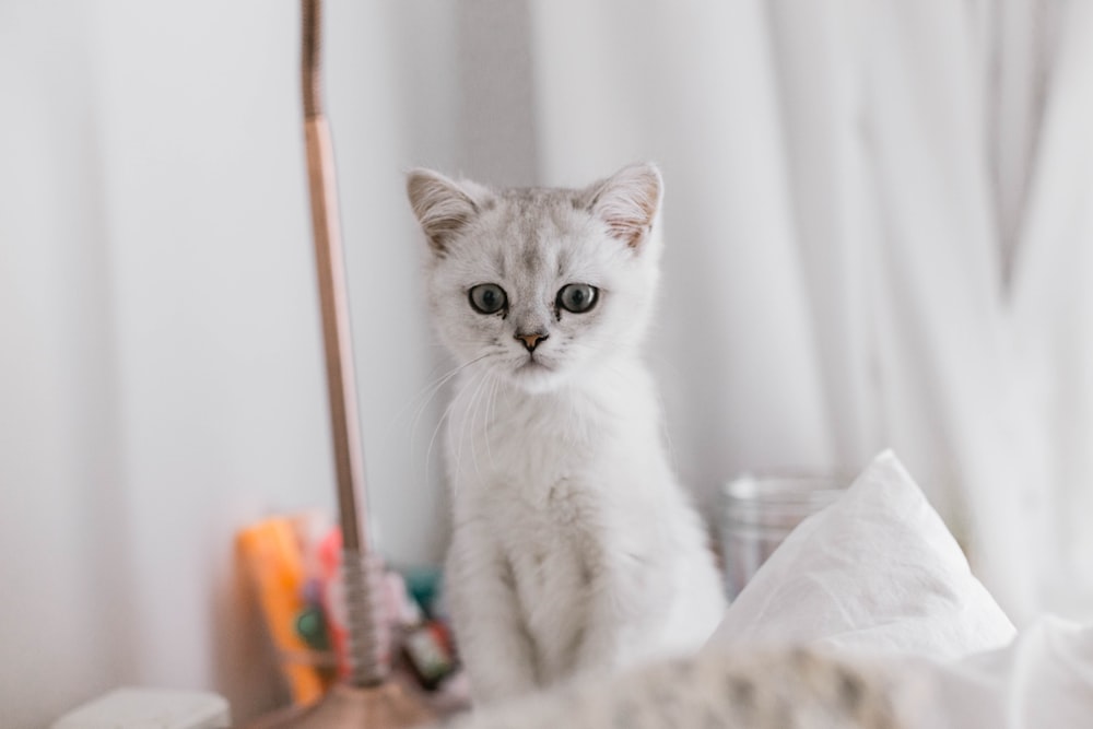 white and gray cat on white textile