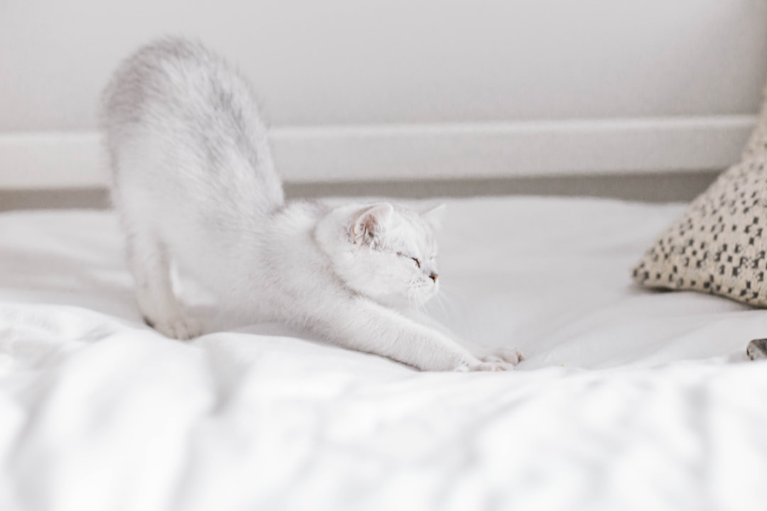 white cat lying on white textile