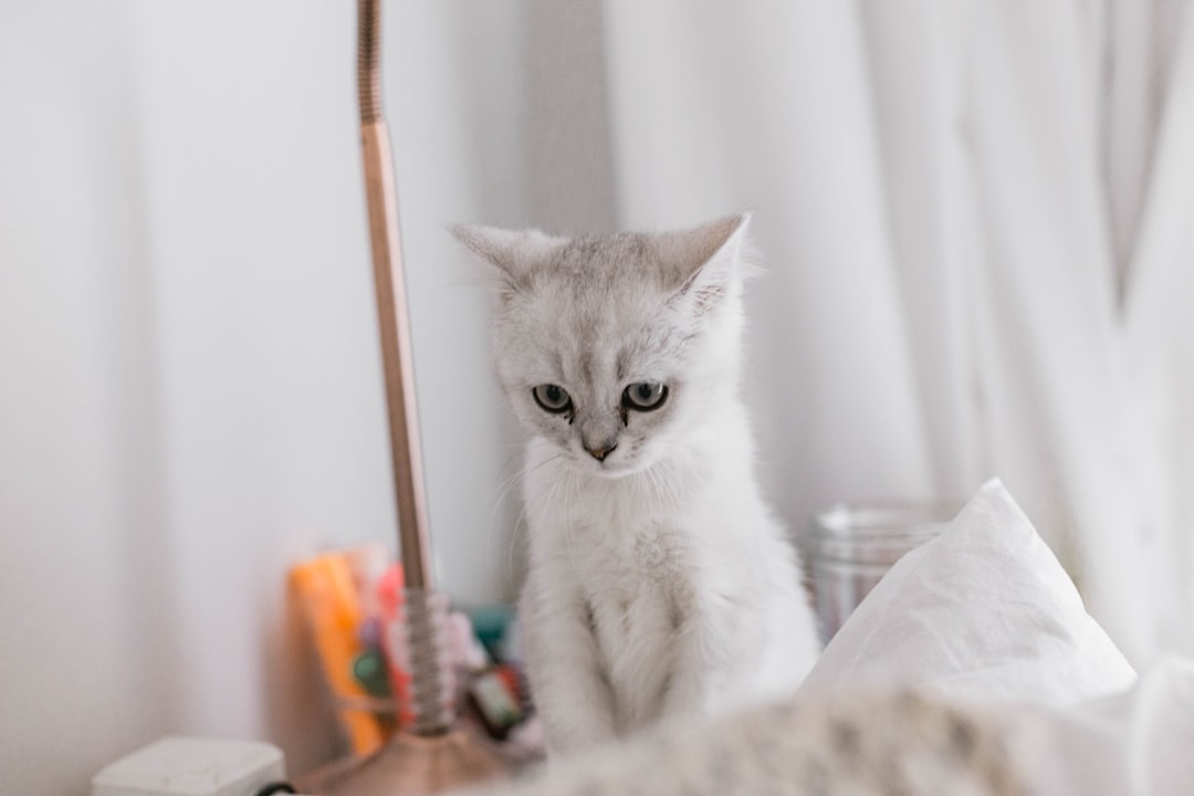 white cat on white textile