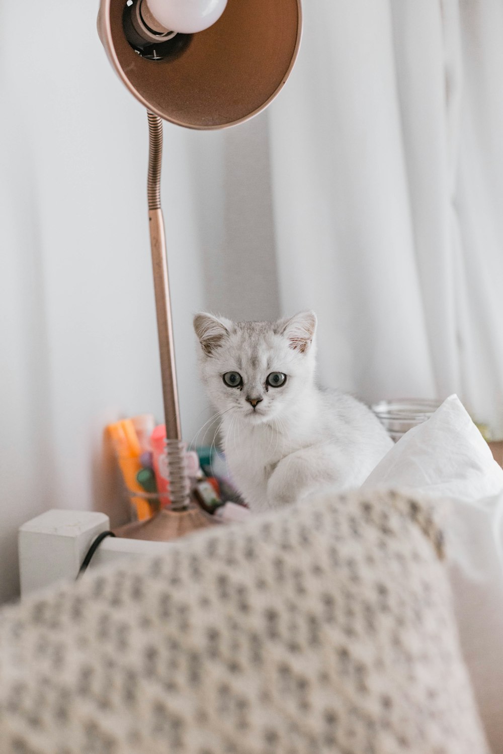 white cat on white bed