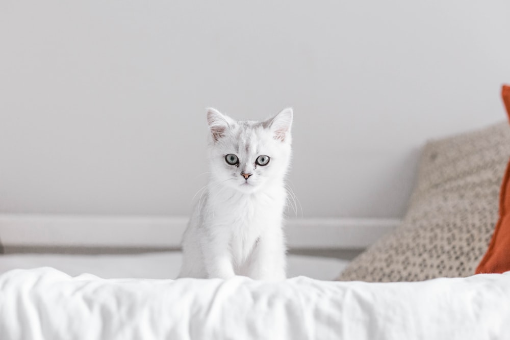white cat on white textile