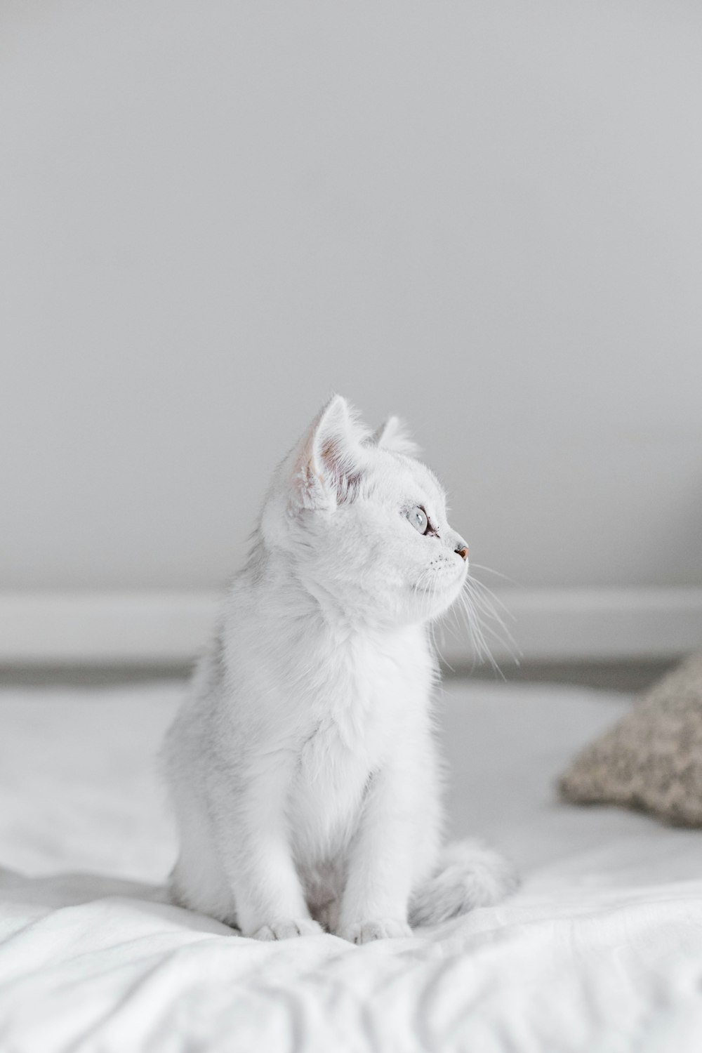 white cat on white floor