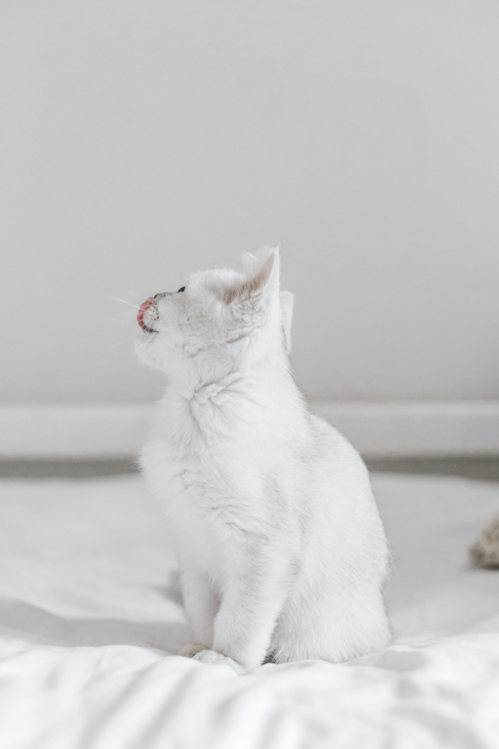 white cat on white textile