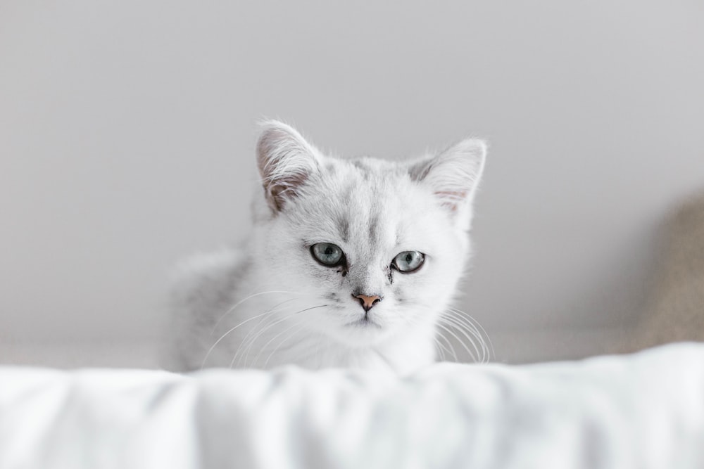 white cat on white textile