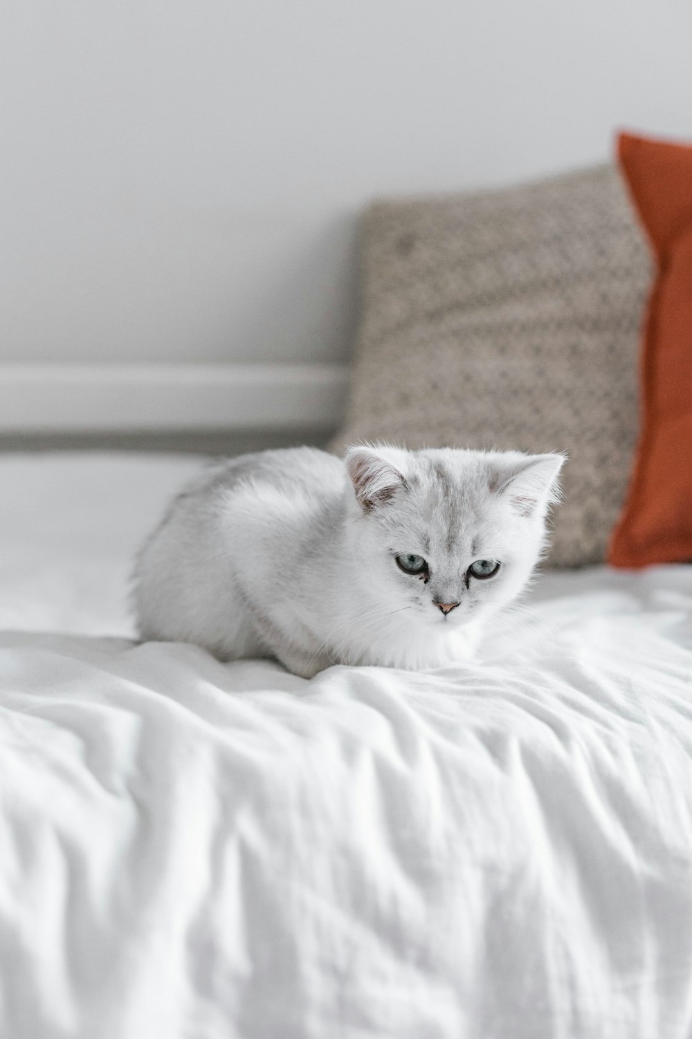 white cat lying on white bed