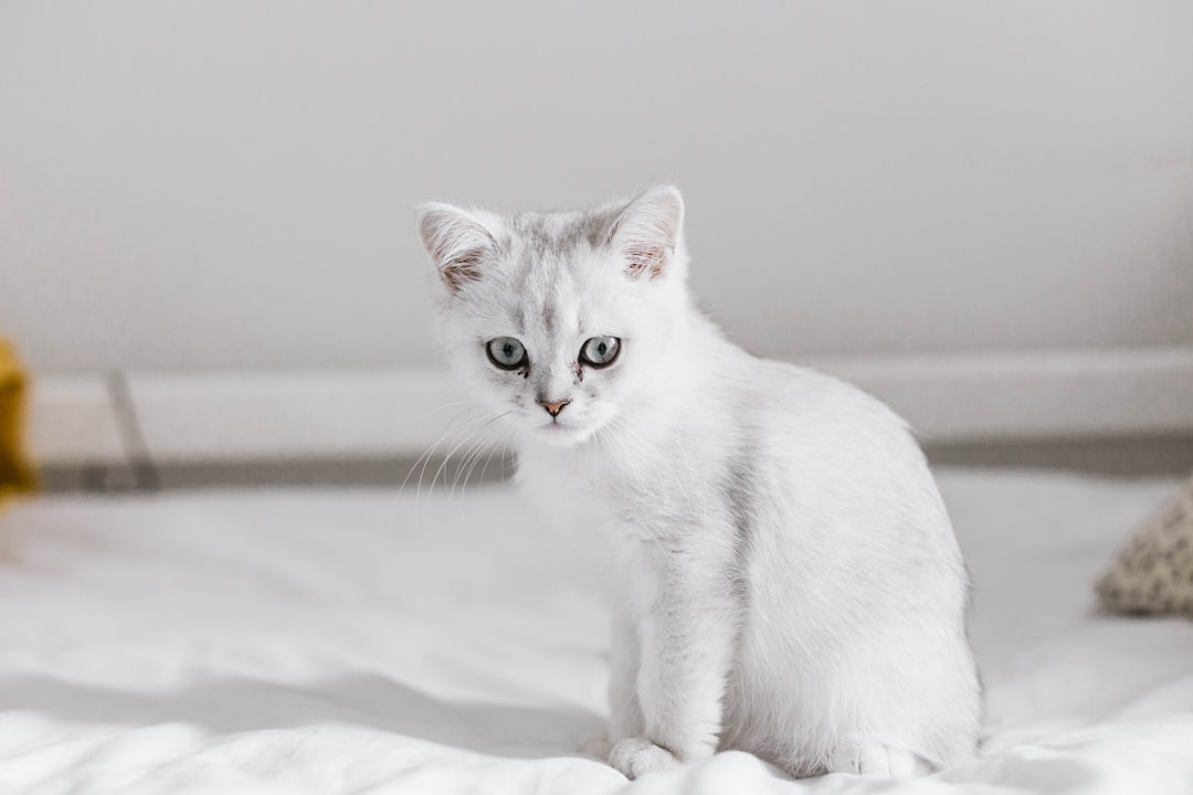 white and gray cat on white textile