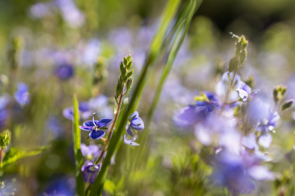 purple flower in tilt shift lens