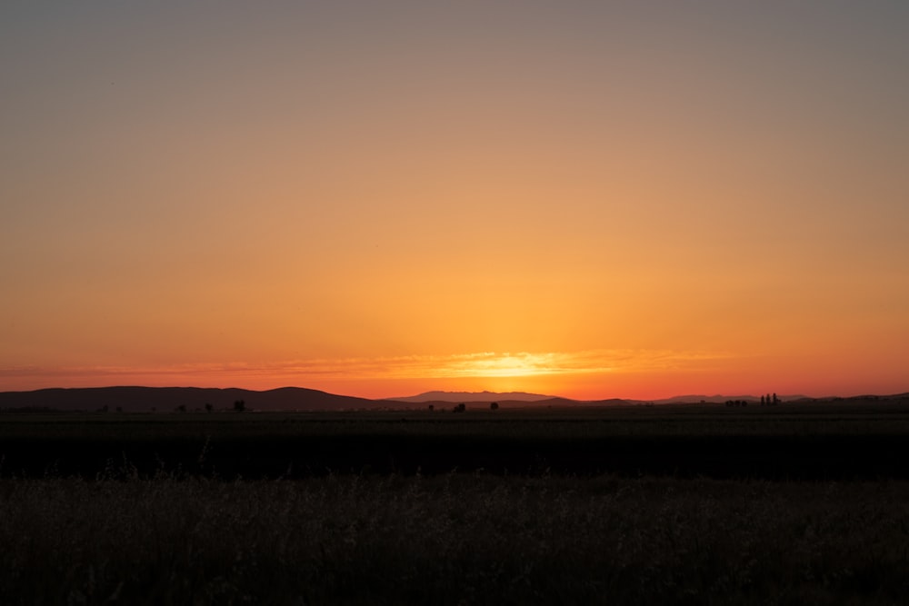 silhouette of grass during sunset