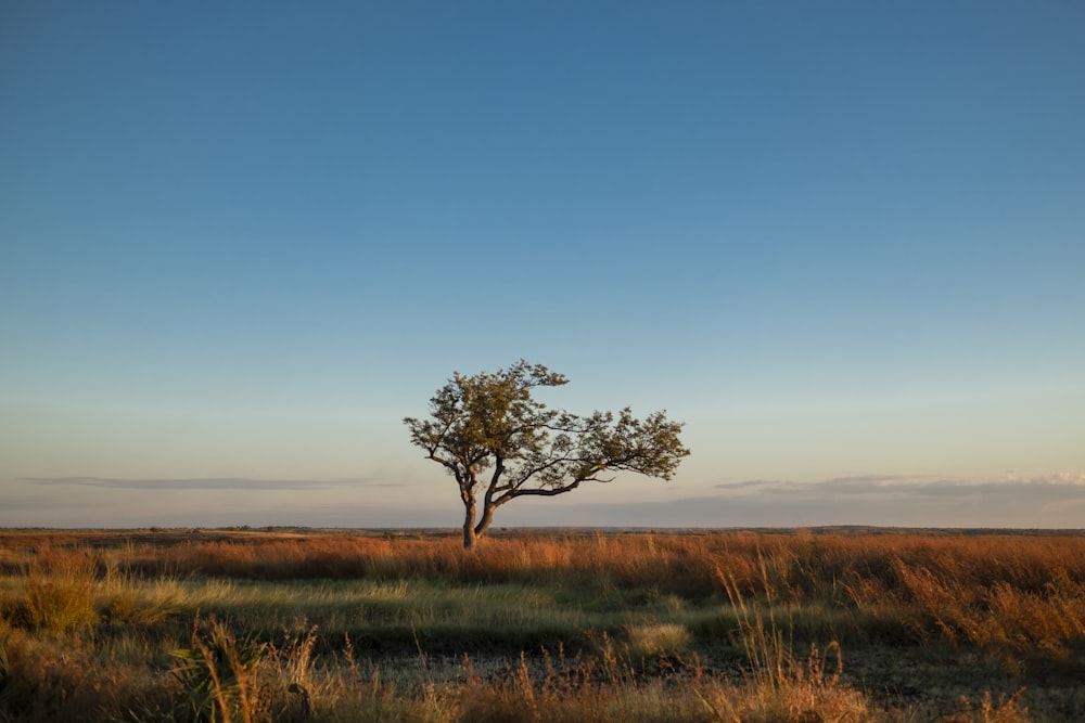 campo di erba marrone con albero verde sotto il cielo blu durante il giorno
