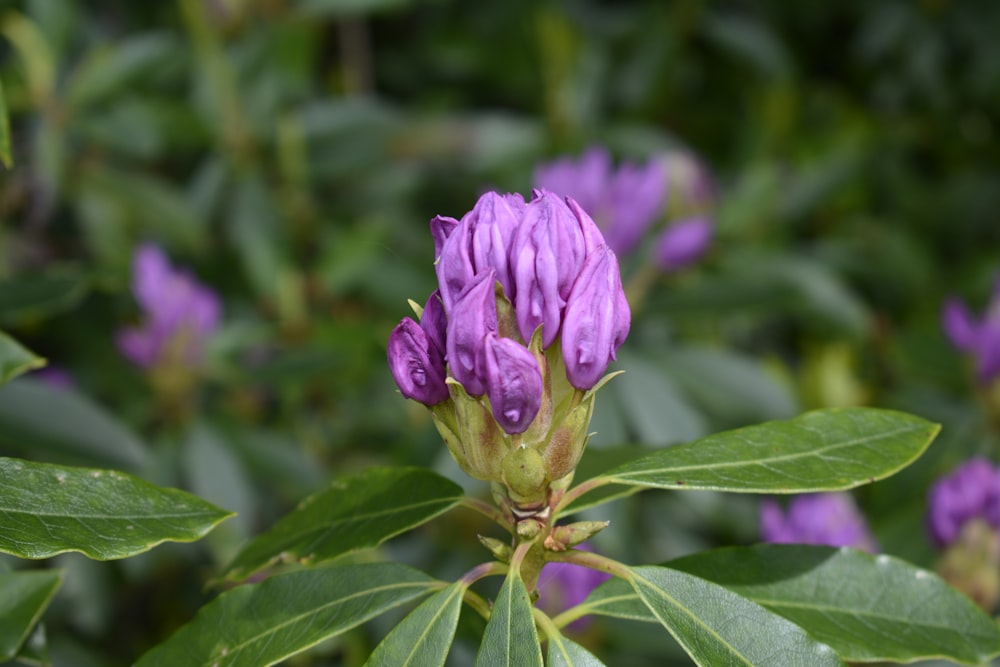 pink flower in green leaves