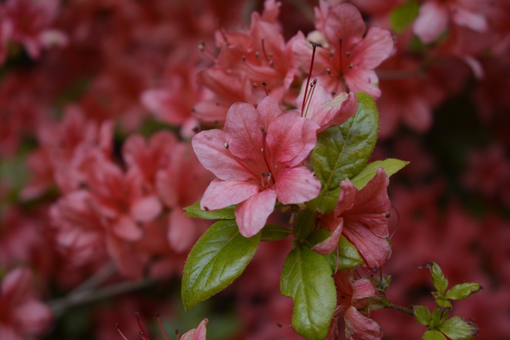 pink flowers with green leaves