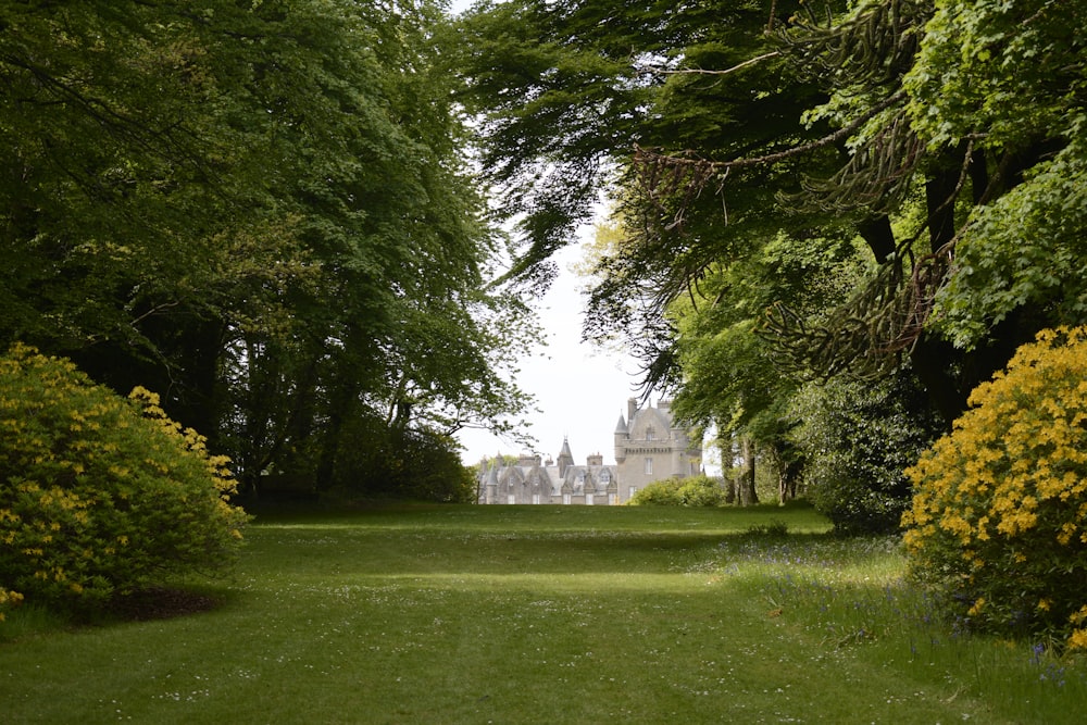 green grass field with trees