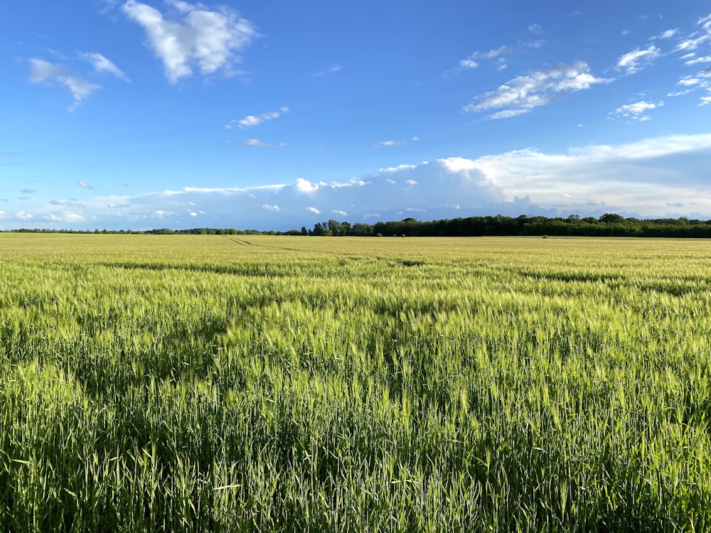 green grass field under blue sky during daytime