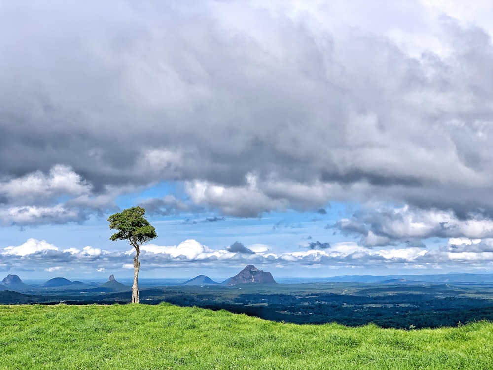 green grass field with tree under white clouds and blue sky during daytime