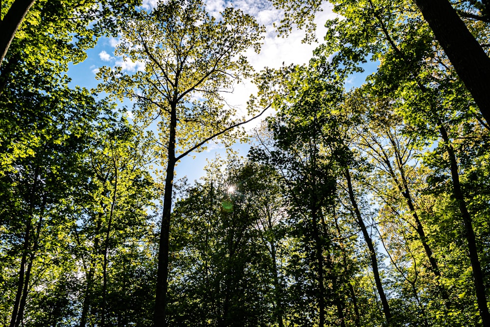 green trees under blue sky during daytime