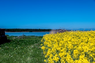yellow flower field near body of water during daytime