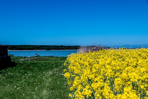 yellow flower field near body of water during daytime