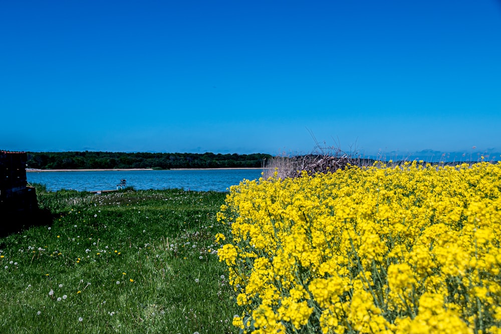 昼間の水域近くの黄色い花畑