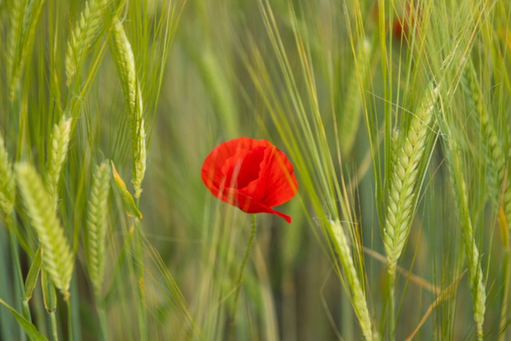 red flower in green wheat field