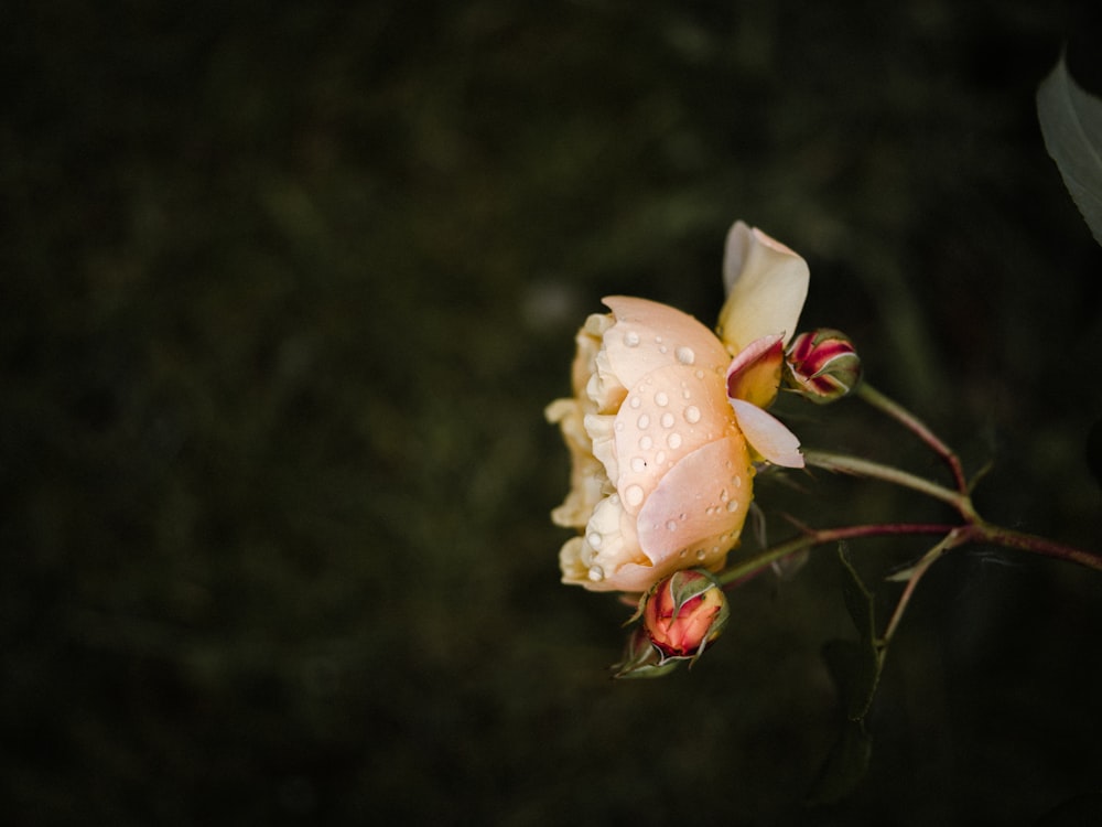 white and yellow flower in close up photography