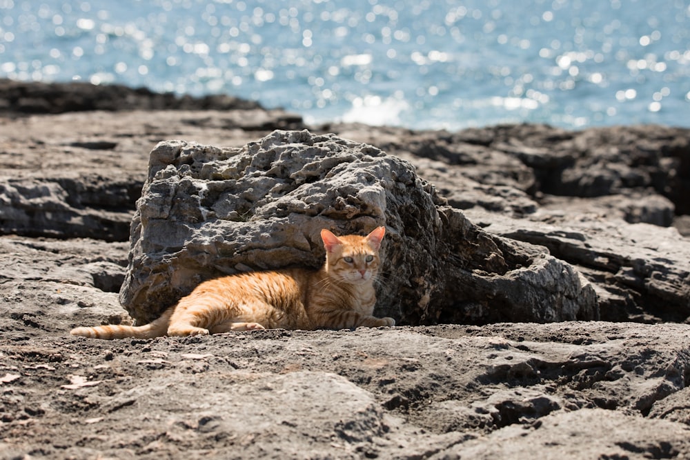 Chat tigré orange couché sur du sable brun près d’un plan d’eau pendant la journée