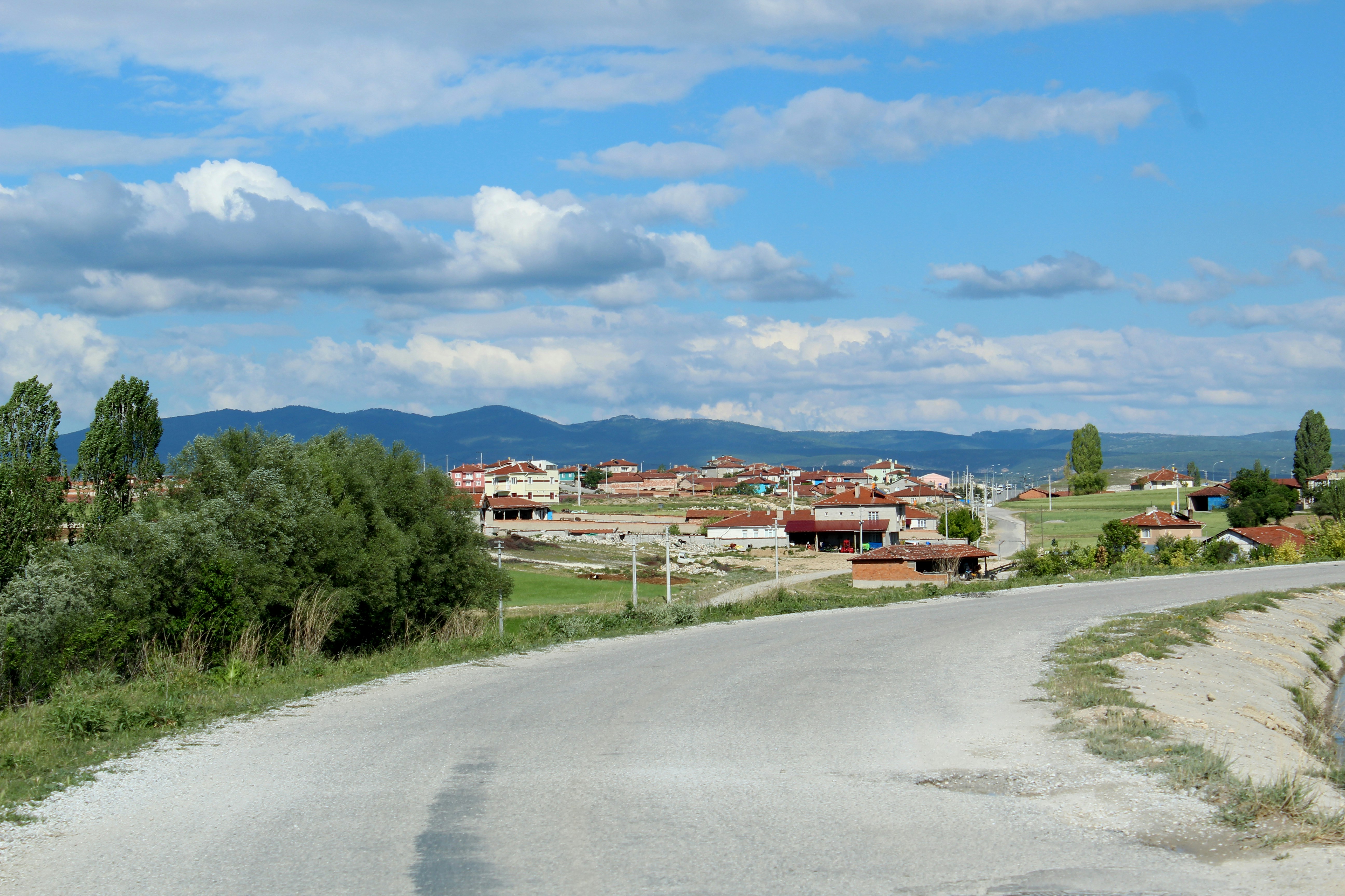 green trees and grass field during daytime