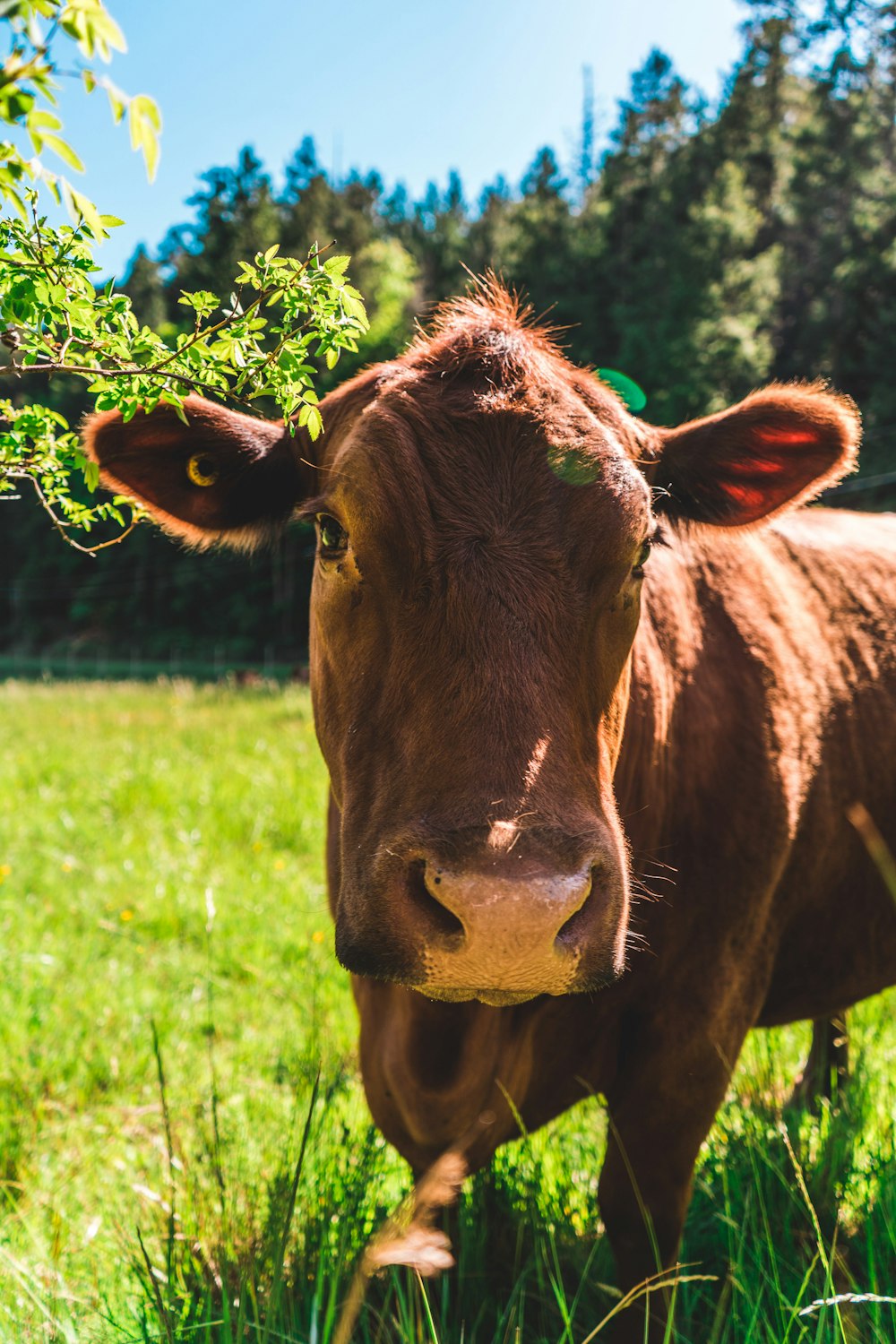 mucca marrone che mangia erba verde durante il giorno