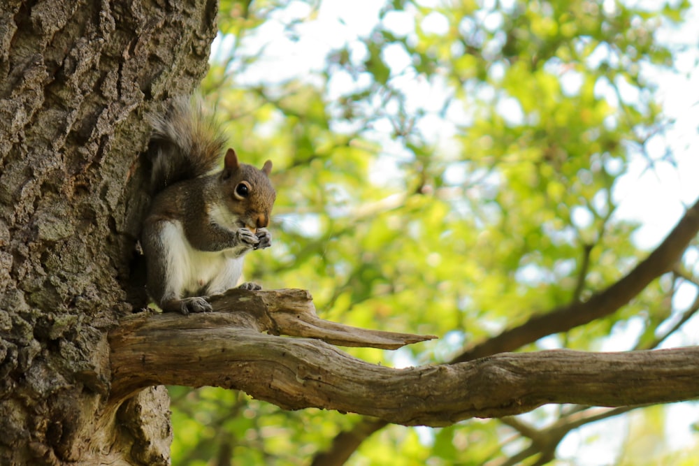 brown squirrel on brown tree branch during daytime