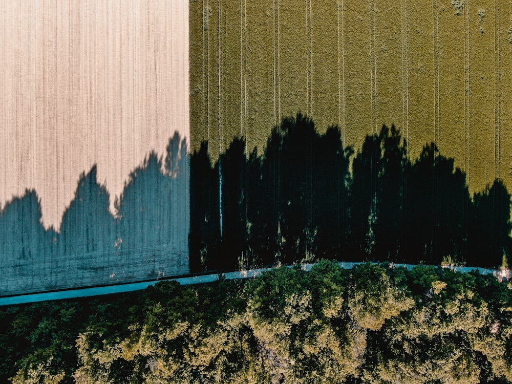 낮에는 푸른 나무 근처의 갈색 나무 벽