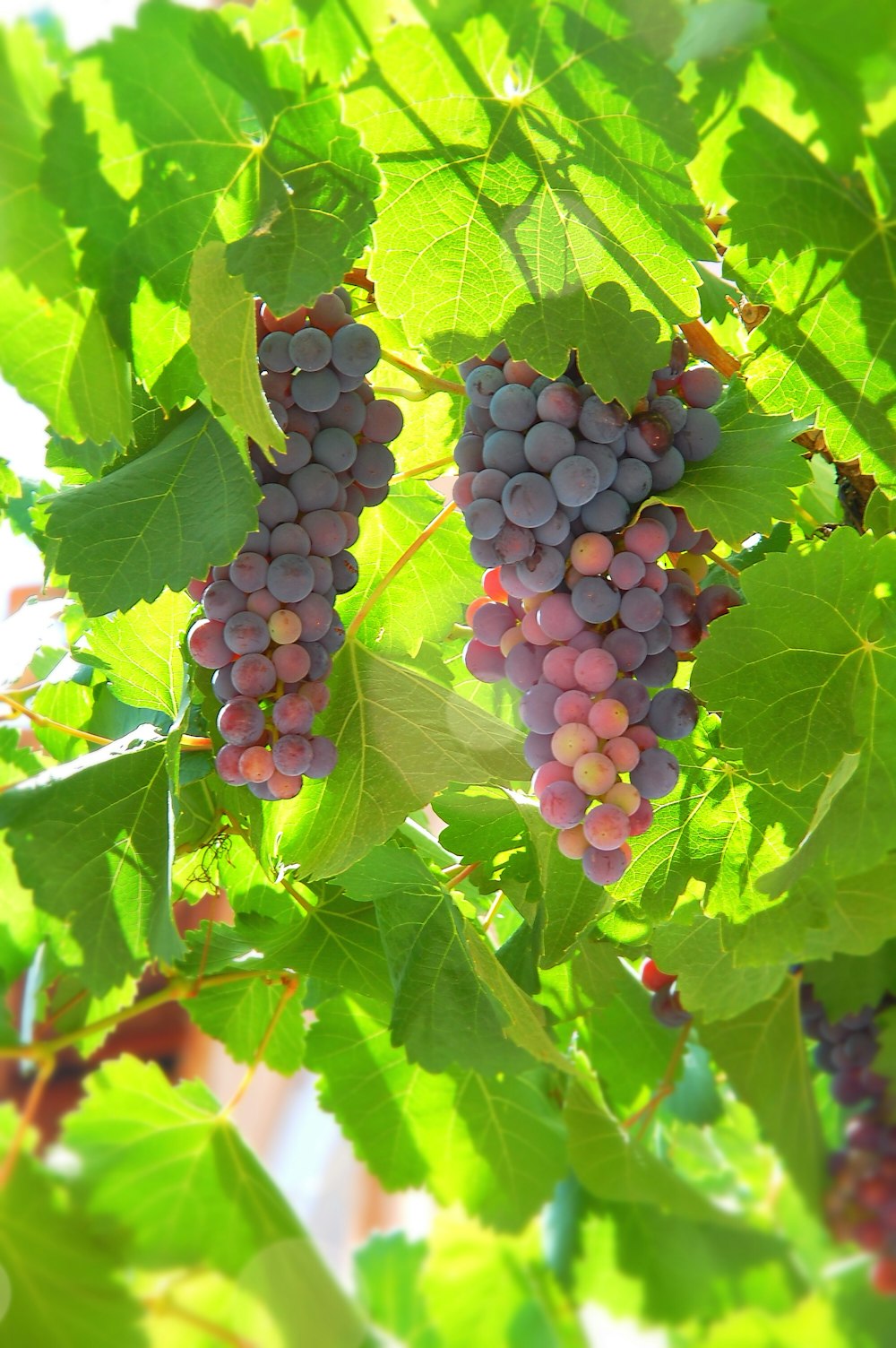 purple grapes on green leaves