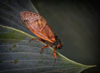 brown and black insect on green leaf