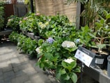 A garden scene featuring several pots of lush, green plants with blooming hydrangeas in shades of white, pink, and blue. The plants are placed on tiered shelves, with a bamboo fence in the background. A sign displays information about indoor plants.