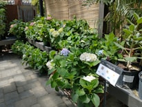 A garden scene featuring several pots of lush, green plants with blooming hydrangeas in shades of white, pink, and blue. The plants are placed on tiered shelves, with a bamboo fence in the background. A sign displays information about indoor plants.