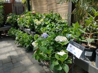 A garden scene featuring several pots of lush, green plants with blooming hydrangeas in shades of white, pink, and blue. The plants are placed on tiered shelves, with a bamboo fence in the background. A sign displays information about indoor plants.