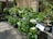 A garden scene featuring several pots of lush, green plants with blooming hydrangeas in shades of white, pink, and blue. The plants are placed on tiered shelves, with a bamboo fence in the background. A sign displays information about indoor plants.