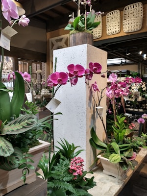 A variety of vibrant pink and purple orchids are arranged in pots and displayed indoors, set against modern wooden decor elements. The plants are thriving, with broad green leaves complementing the colorful blossoms. Some plants have decorative labels attached.