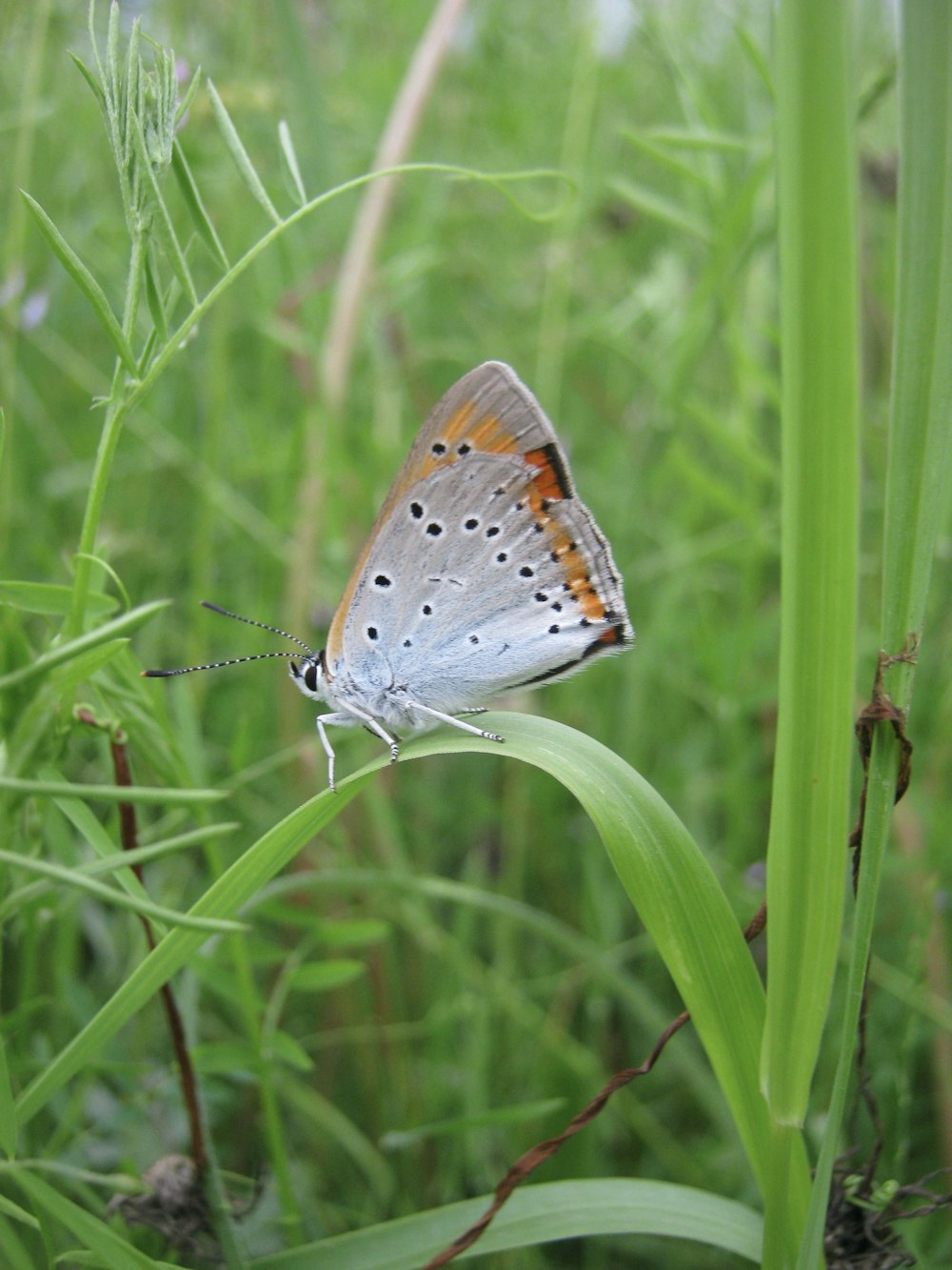 Mariposa marrón y blanca sobre hierba verde durante el día