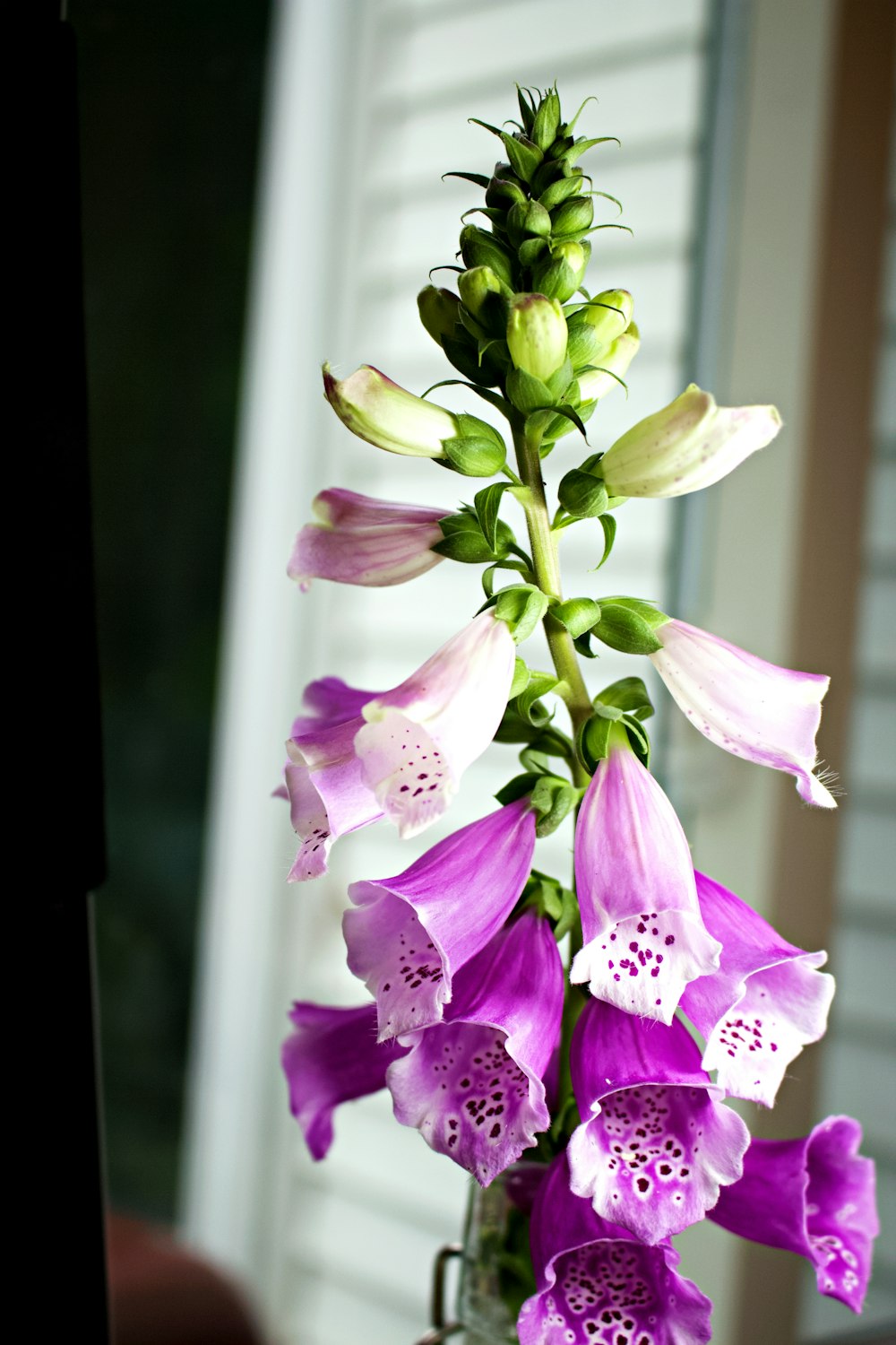 pink and white moth orchids in bloom