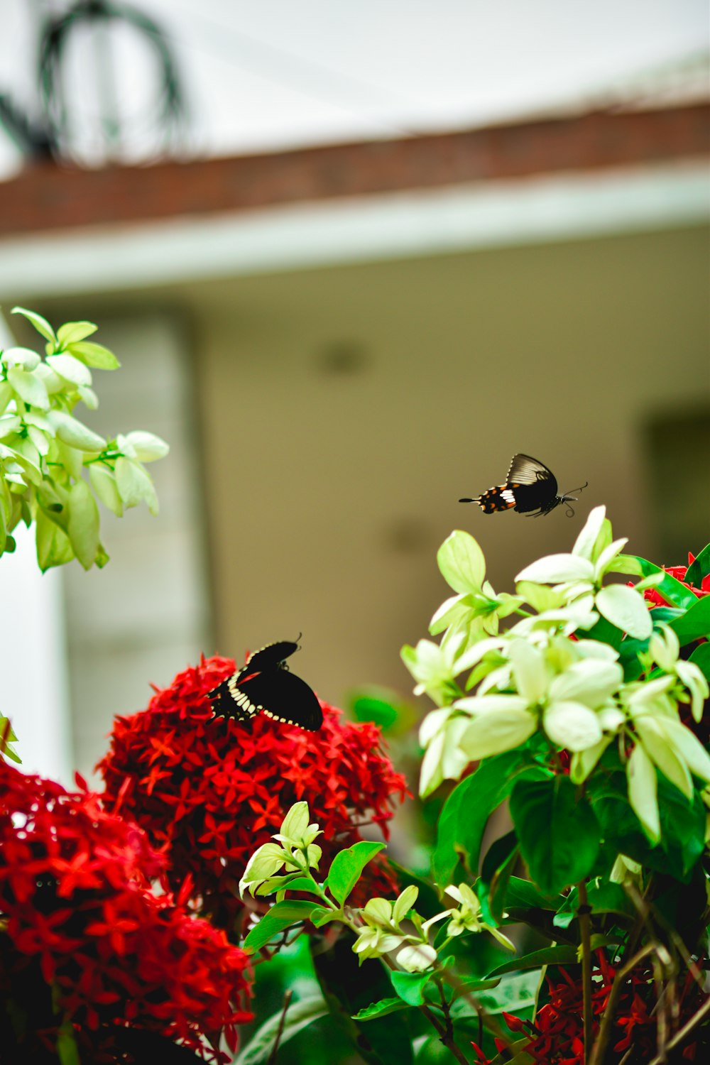 black bird perched on red flower