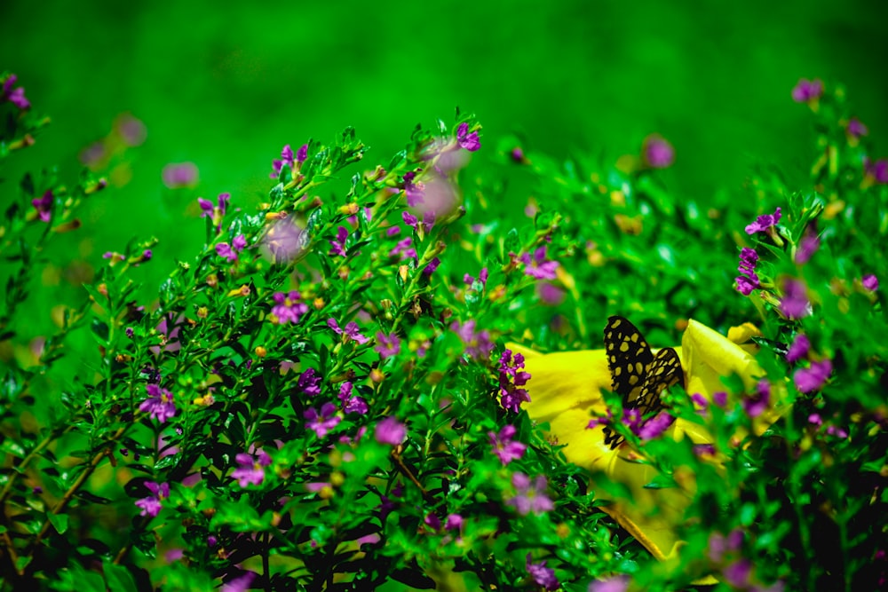 papillon jaune et noir sur fleur violette