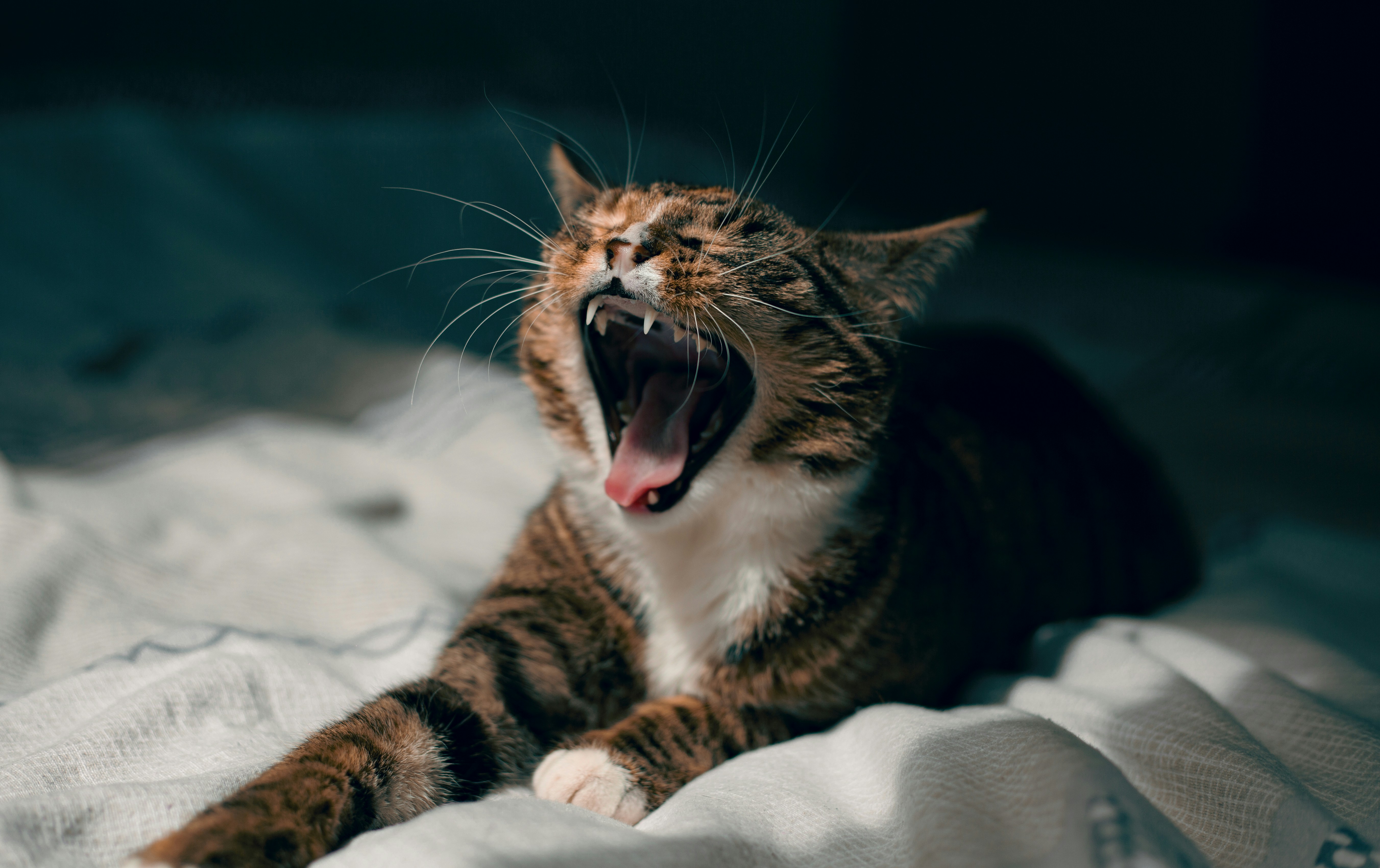 Afbeelding van Zwolle