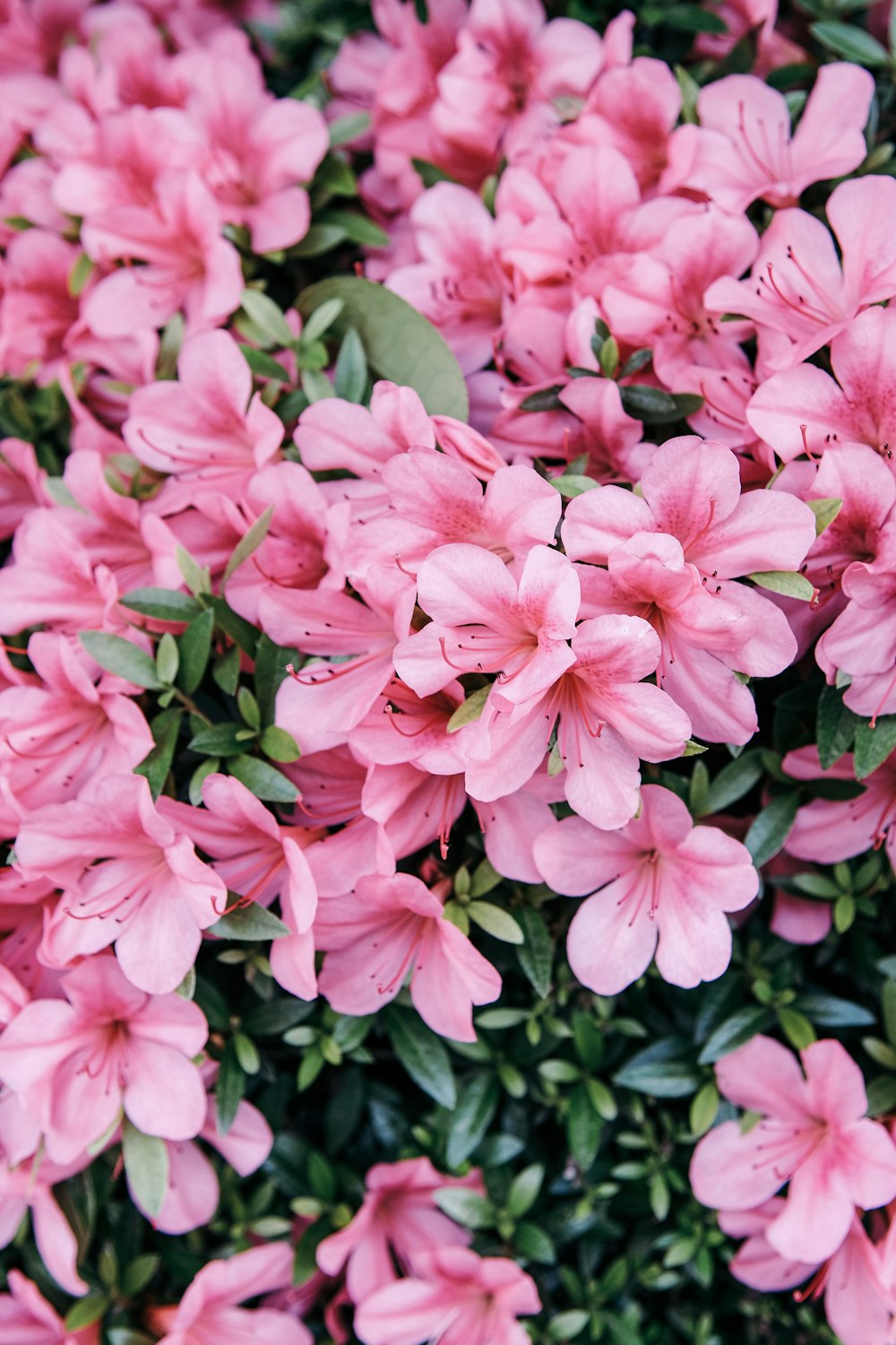 pink flowers with green leaves